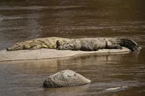 Crocodile Prints: Nile crocodiles (Crocodylus niloticus), Mara River, Tanzania, Africa