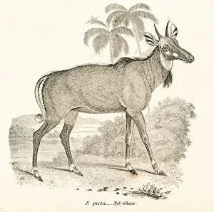 Images Dated 3rd April 2017: Nilgai antelope engraving 1803