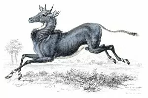 Images Dated 26th May 2017: Nilgai antelope lithograph 1884