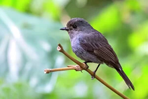 Songbird Gallery: Nilgiri Flycatcher (Eumyias albicaudatus)