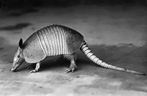 Armor Prints: Nine-Banded Armadillo