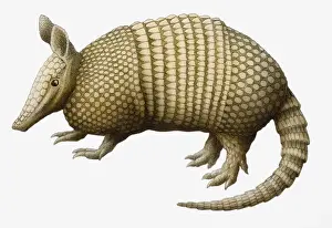 Armored Prints: Nine-banded Armadillo (Dasypus novemcinctus), side view