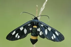 Images Dated 13th January 2011: Nine-spotted moth -Amata phegea-