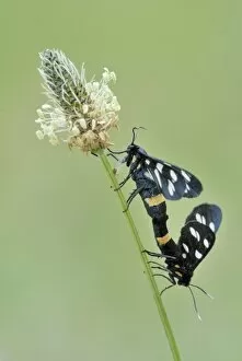 Images Dated 15th February 2011: Nine-spotted moth -Amata phegea- on plantain