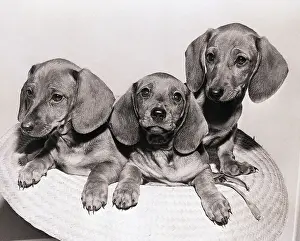 Puppy Prints: Nine-Week-Old Dachshunds in Straw Hat