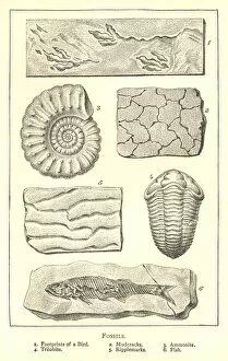 Nineteenth century engraving of various fossils