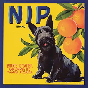 Florida Prints: Nip Brand