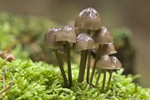 Basidiomycetes Prints: Nitrate Bonnets (Mycena stipata)