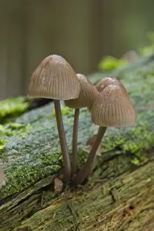 Basidiomycetes Prints: Nitrate Bonnets (Mycena stipata)