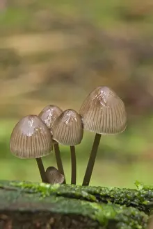 Basidiomycetes Prints: Nitrate Bonnets (Mycena stipata)