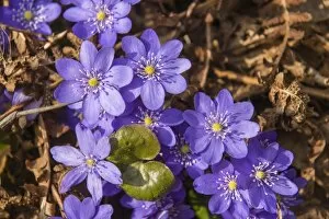 Images Dated 18th March 2012: Noble Liverleaf -Hepatica nobilis-, Thuringia, Germany