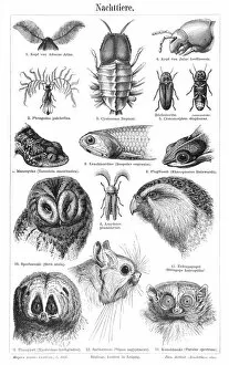 Images Dated 28th January 2015: Nocturnal animals engraving 1897