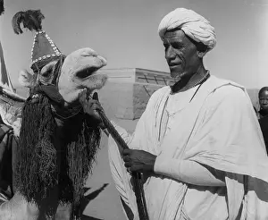 Camel Prints: Nomadic Arab