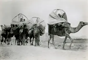Camel Prints: Nomadic Tribe in Algeria