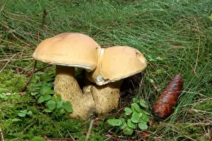 Bavarian Prints: Non-edible False Bolete Mushroom -Tylopilus felleus-, Allgaeu, Bavaria, Germany, Europe