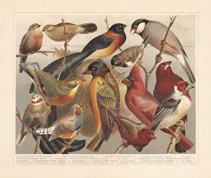 Songbird Gallery: Non-European songbirds, chromolithograph, published in 1897