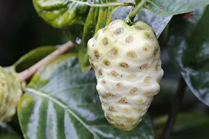 Big Island Gallery: Noni, Indian Mulberry or Great Morinda -Morinda citrifolia-, fruit, Big Island, Hawaii, USA