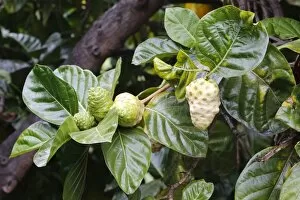 Images Dated 30th June 2012: Noni, Indian Mulberry or Great Morinda -Morinda citrifolia-, fruits, Big Island, Hawaii, USA