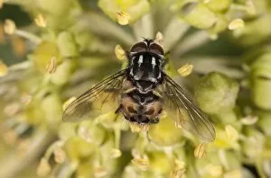 Images Dated 28th October 2011: Noon Fly -Mesembrina meridiana- on flowering ivy, Untergroeningen, Baden-Wuerttemberg, Germany
