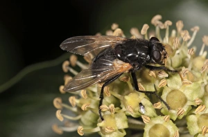 Images Dated 28th October 2011: Noon Fly -Mesembrina meridiana- on flowering ivy, Untergroeningen, Baden-Wuerttemberg, Germany