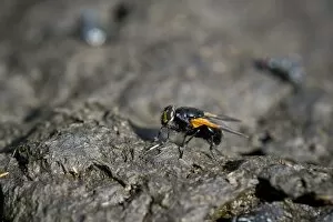 Images Dated 30th June 2012: Noon fly -Mesembrina meridiana- perched on cow pat, Grawa Alm alp, Stubaital valley, Tyrol