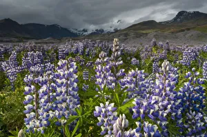 Legume Family Gallery: Nootka lupine -Lupinus nootkatensis-, Myrdalsjoekull glacier, South Coast, Iceland, Europe