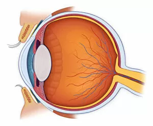 Close Up Gallery: Normal anatomy of the eye in cross section