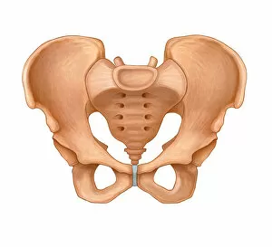 Human Internal Organ Collection: Normal anterior view of a pelvis