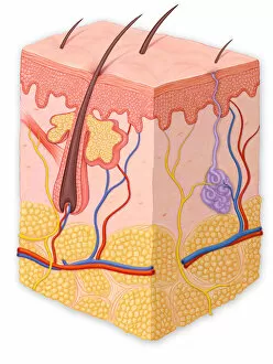 Images Dated 4th June 2012: Normal cross section of the skin in layers