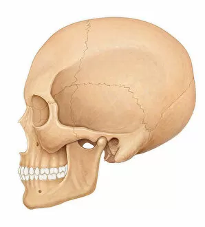 Human Internal Organ Collection: Normal lateral view of an adult skull