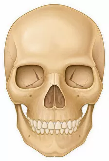 Normal front view of the adult skull