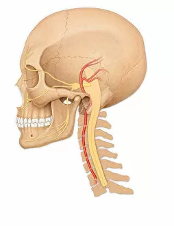 Human Internal Organ Collection: Normal side view of an adult skull showing the spinal cord