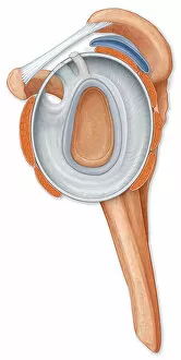 Images Dated 31st August 2009: Normal side view of the shoulder joint hilighting the labrum, coracocromial ligament