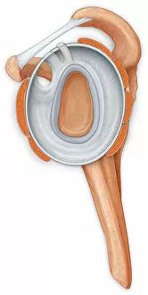 Images Dated 31st August 2009: Normal side view of the shoulder joint hilighting the labrum, coracocromial ligament