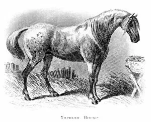 Images Dated 25th March 2017: Norman horse engraving 1873