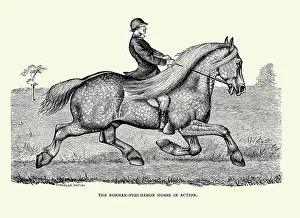 Norman Prints: The Norman-Percheron Horse in Action