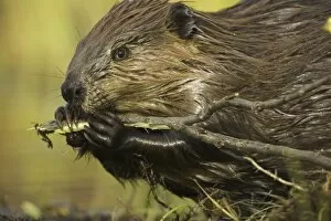 Images Dated 26th June 2006: North American beaver (Castor canadensis) gnawing on poplar branch