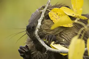 Chewing Prints: North American beaver (Castor canadensis) gnawing on poplar branch