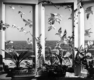 North Sea View