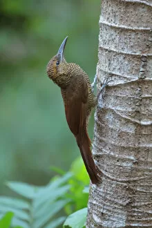 Images Dated 2nd November 2015: Northern barred Woodcreeper