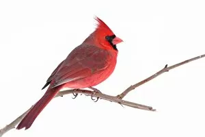 Images Dated 6th February 2011: Northern Cardinal