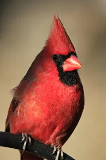 Images Dated 24th October 2011: Northern Cardinal