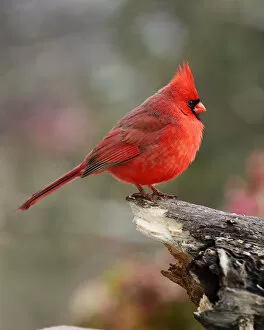 Images Dated 13th January 2017: Northern Cardinal Perched on Log