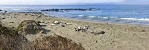 Northern elephant seals -Mirounga angustirostris- on beach, Pacific Coast, Piedras Blancas, California, United States
