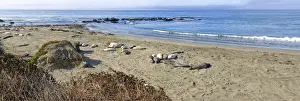 Phocidae Prints: Northern elephant seals -Mirounga angustirostris- on beach