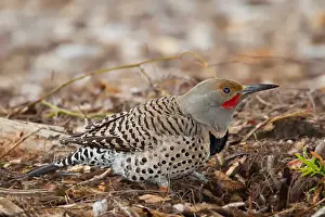 Fremont California Prints: Northern flicker