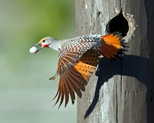 Woodpeckers Collection: Northern Flicker with Egg in Beak