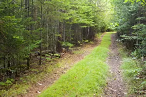 Northern forest, International Appalachian Trail, Baxter State Park, Maine, USA