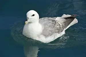 Fulmar Prints: Northern Fulmar or Arctic Fulmar -Fulmarus glacialis