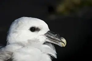 Procellariid Prints: Northern Fulmar -Fulmaris glacialis-, young bird, near Vik i Myrdal, South Coast, Iceland